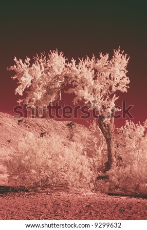 Color Infrared tree at a residential lakeside