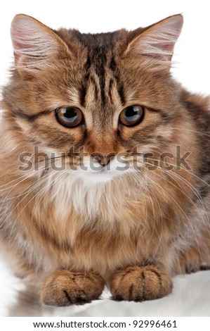 Portrait of pretty young cat over white background