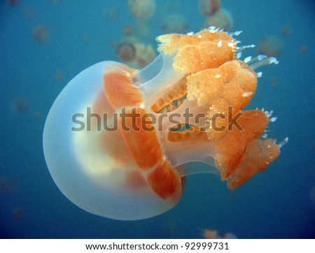 Martigias Papua Jellyfish, Jellyfish Lake, Kakaban, Indonesia