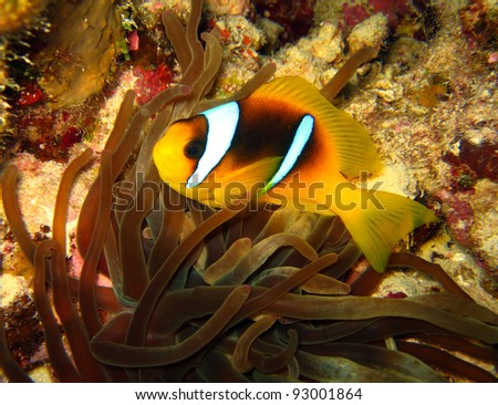 Red Sea Anemonefish, Hurghada, Egypt