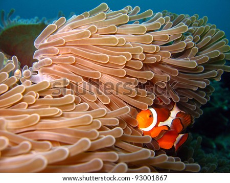 Western Clown-anemonefish/Western Clownfish, Martatua Island, Indonesia