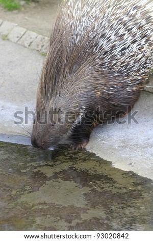 closeup of a porcupine
