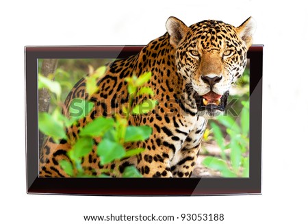 3D TV with jaguar on the display