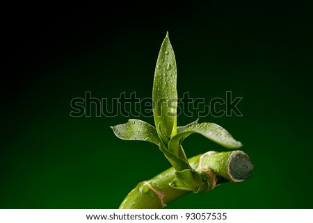 Green Bambo Flower on Black Background