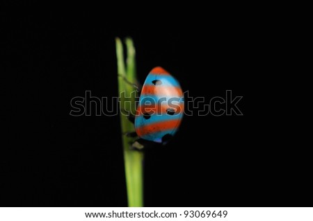 Bizarre Striped Ladybird (Ladybug) on Grass Against Black Background