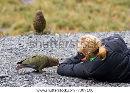 Curious Kea - NZ Native Mountain Parrot