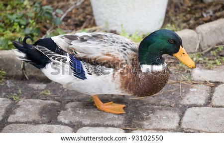Male duck that has stopped on some bricks to pose
