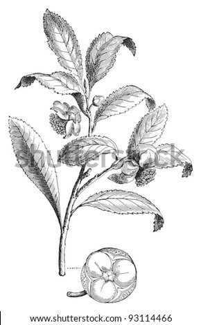 Camellia sinensis (Thea viridis) / vintage illustration from Meyers Konversations-Lexikon 1897