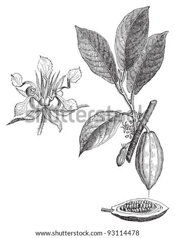 Cacao tree  / vintage illustration from Meyers Konversations-Lexikon 1897