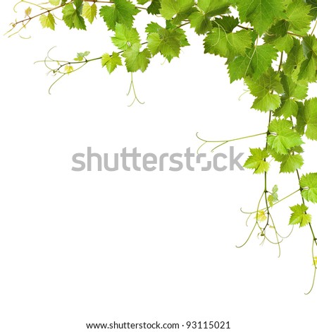 Collage of vine leaves on white background Royalty-Free Stock Photo #93115021