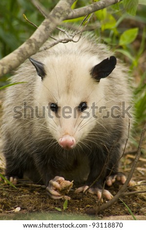 Pretty Alabama Possum Opossum Didelphis virginiana