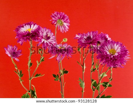 flowers on a red background