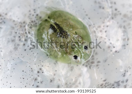 Freshwater lice on rainbow trout, extreme close-up with extra high magnification