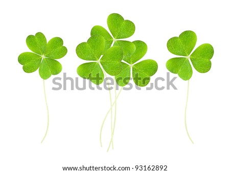 a clover isolated on white