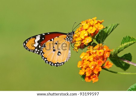 monarch butterfly on green meadow