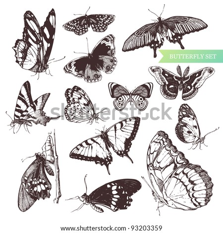 Butterfly set: entomological collection of highly detailed hand drawn butterflies.