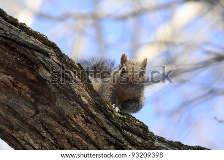 Grey Squirrel peering over a tree branch