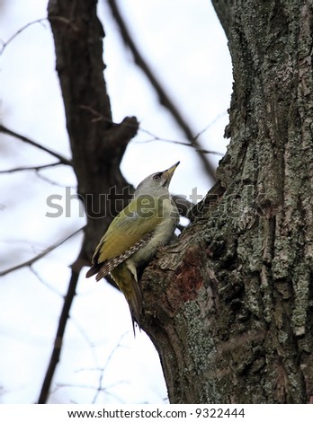 Green-peak woodpecker on a tree