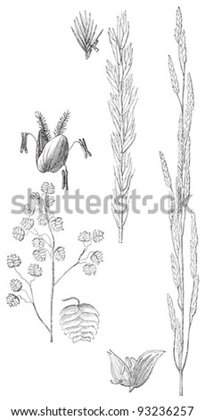 Grass collection - Briza media (left) - Agropyron repens (midle) - Glyceria fluitans (right) / vintage illustration from Meyers Konversations-Lexikon 1897