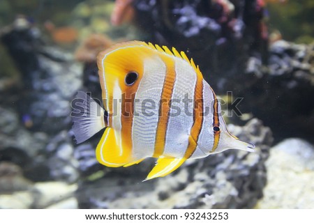 Butterfly fish Royalty-Free Stock Photo #93243253