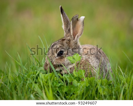rabbit in green grass in summer