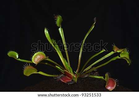 tropical carnivorous plant species dionaea with insect entrapped