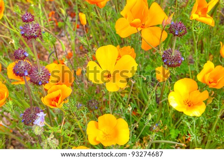 Blooming Mexican Gold Poppies and Chia. HDR composition.