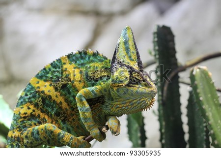 closeup of a veiled chameleon (Chamaeleo calyplratus)