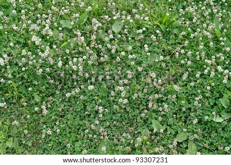 Fresh grass at the green and white flowers background.
