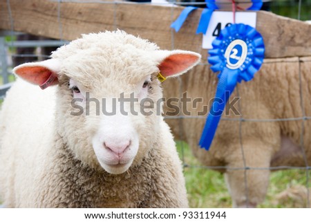 prize winning sheep at agricultural show with rosette Royalty-Free Stock Photo #93311944
