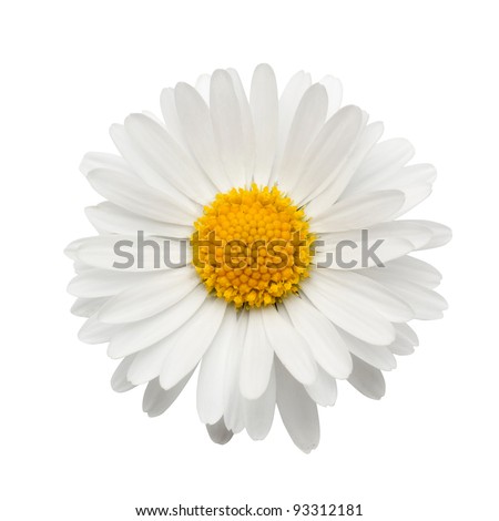 beautiful flower daisy on white background Royalty-Free Stock Photo #93312181