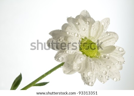 White flower with water drops