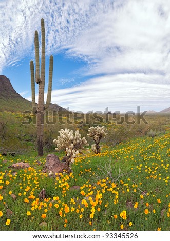 Blooming Sonoran Desert at Picacho Peak State Park.