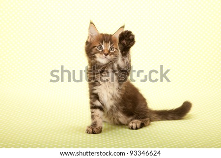 High Five waving Maine Coon kitten sitting on green background Royalty-Free Stock Photo #93346624
