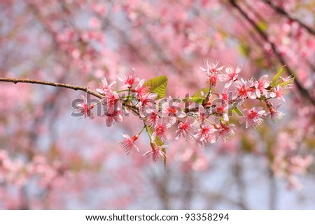 Thai sakura blooming in winter, North of Thailand