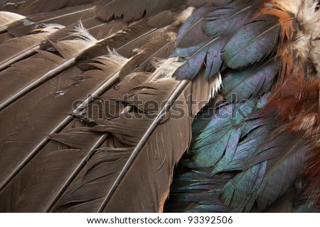 feathers cock as the background