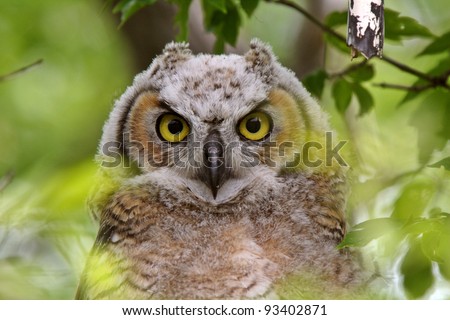 Great Horned Owl fledgling perched in tree