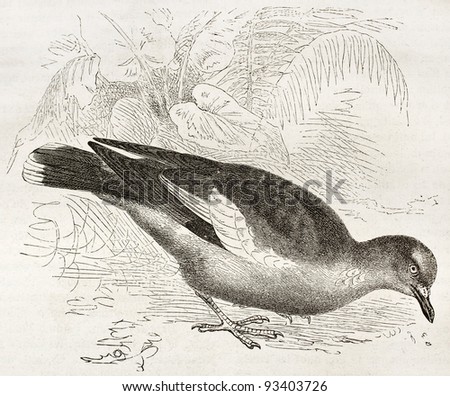 West Peruvian Dove old illustration (Zenaida meloda). Created by Kretschmer and Jahrmargt, published on Merveilles de la Nature, Bailliere et fils, Paris, ca. 1878