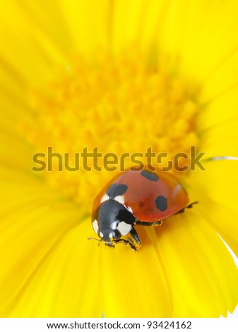  ladybug sits on a flower