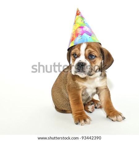 Sweet Bulldog puppy wearing a Birthday hat on a white background with copy space.
