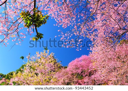 Spring Pink Cherry Blossoms with Blue Sky Background