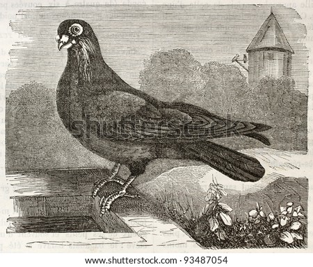 Polish  Pigeon old illustration (Columba livia). Created by Gelibert, published on Merveilles de la Nature, Bailliere et fils, Paris, ca. 1878