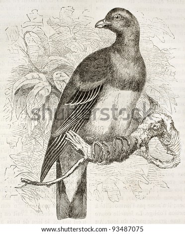 Bruce's Green Pigeon old illustration (Treron waalia). Created by Kretschmer, published on Merveilles de la Nature, Bailliere et fils, Paris, ca. 1878