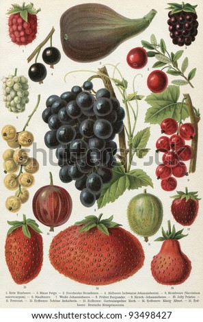 Different varieties of fruit. Publication of the book "Meyers Konversations-Lexikon", Volume 7, Leipzig, Germany, 1910