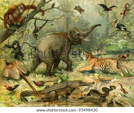 Various wild animals South East Asia. Publication of the book "Meyers Konversations-Lexikon", Volume 7, Leipzig, Germany, 1910