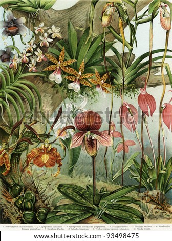 Different species and varieties of orchids. Publication of the book "Meyers Konversations-Lexikon", Volume 7, Leipzig, Germany, 1910