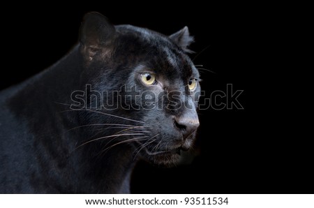 Beautiful black panther on dark bacground