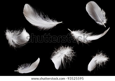 Feather Royalty-Free Stock Photo #93525595