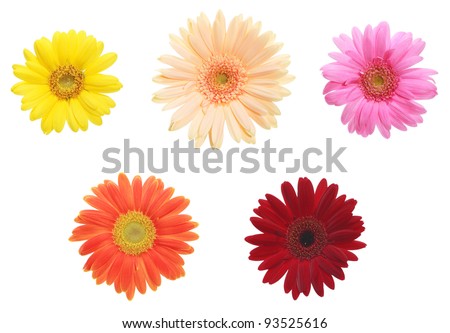 African daisy 5 colors Royalty-Free Stock Photo #93525616