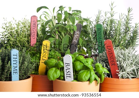 seven kinds of potted garden herbs with wooden name tags Royalty-Free Stock Photo #93536554